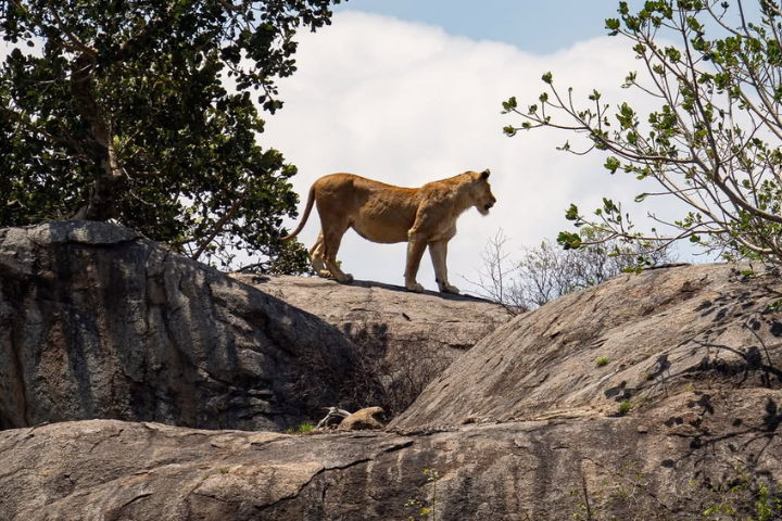Kenya to Tanzania Luxury Safari Transfer