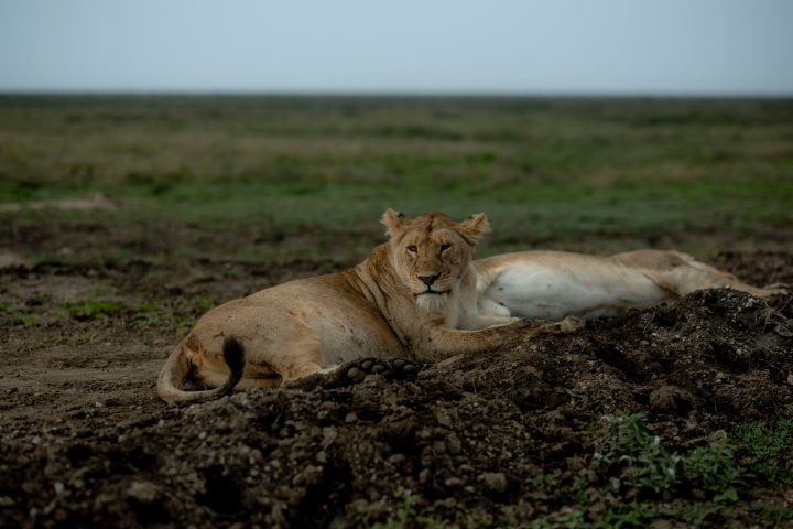Wildlife safari in Ngorongoro Crater during a honeymoon safari