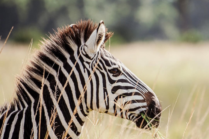Serengeti Private Game Drive for Honeymooners