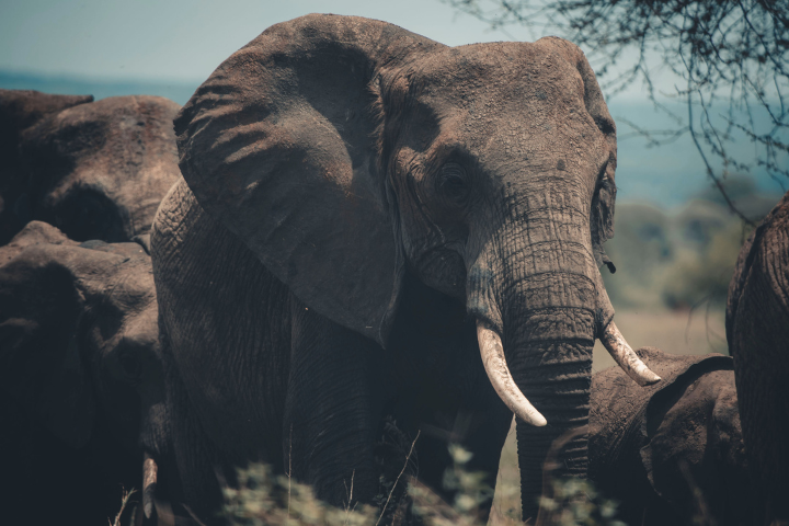 Elephants during a romantic safari in Tarangire National Park